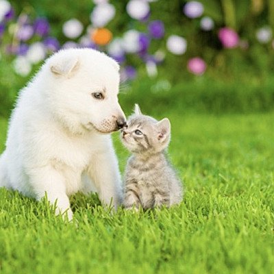 Dieren in de aandacht!