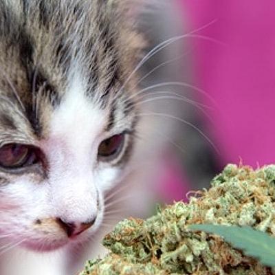 Hoe ruikt het Universum? 