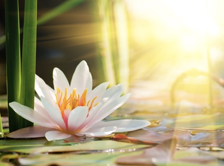 Krishnamurti: Wat is jouw waarheid?