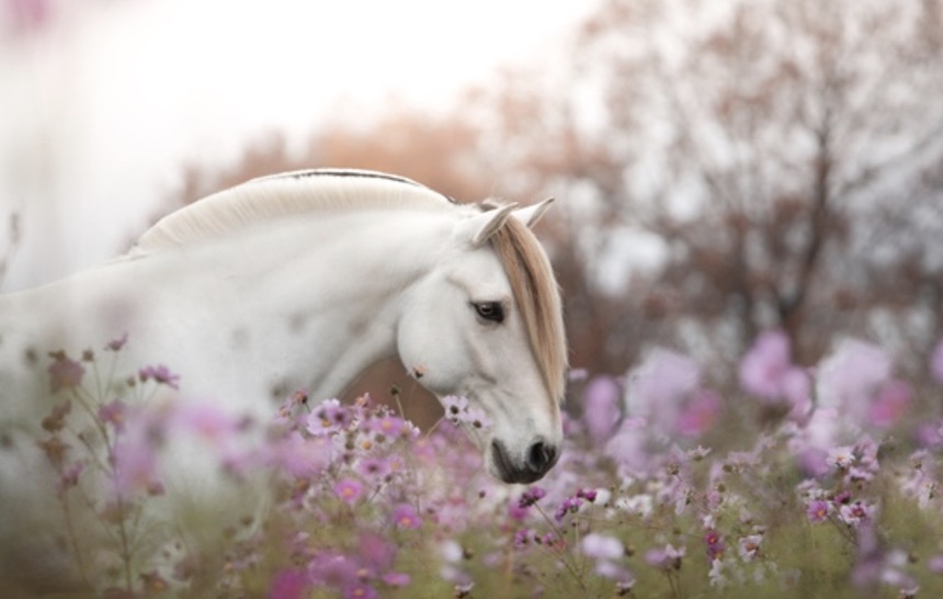 Wat kunnen we van een paard leren?