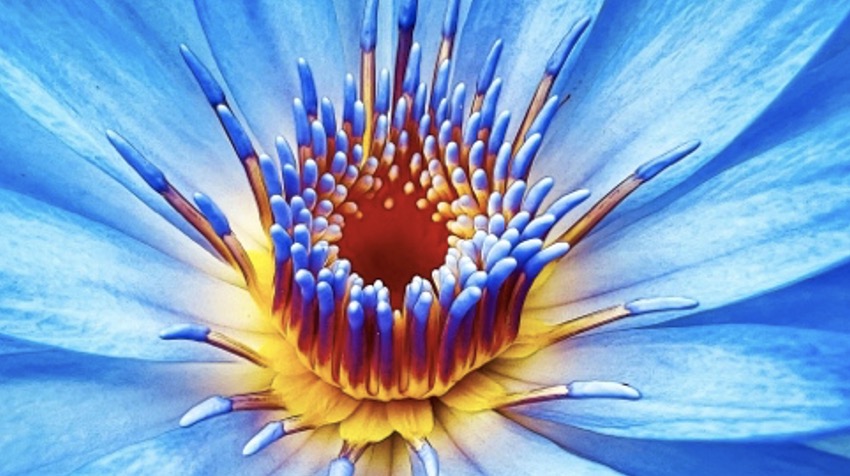 het Verhaal van de Blauwe Lotus. 