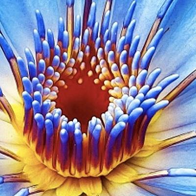 het Verhaal van de Blauwe Lotus. 