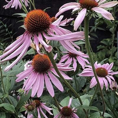 Spirituele betekenis van Bloemen